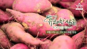 [예고] “믿을 수 있는 고구마를 키워요” 착한 고구마 농부