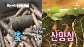 가을철 건강 보약 양대 산맥! [마을의 비책 산양삼 vs 땅 위의 금 옻]