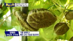 경남 산청! ‘밤나무 산’의 주인 양재복 굿맨! 그의 삶을 위협한 뇌졸중과 당뇨!