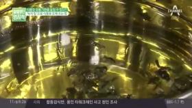 '녹차 잎'으로 식용유 오래 쓰는 방법은?