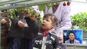 [선공개] 안녕하세요-! 도로시의 딸기 수확 능력