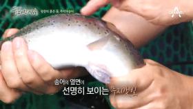 평창의 붉은 꽃, 무지개 송어를 만나다!