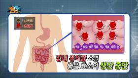 내 몸을 갉아 먹는 뚱보균! 심지어 내장 지방까지 만든다?! #액체_괴물