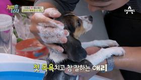 목욕의 神 이태곤 강림☆ 애리의 犬생 첫 목욕 개시! (멈추지 않는 식탐..)