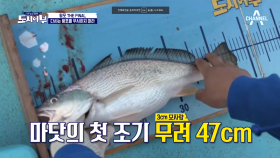 5짜 대형 조기 왔다-!! 도시어부의 마지막 자존심... 하드캐리 마닷