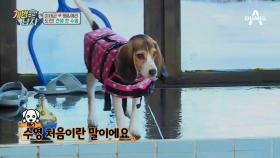 (풍-덩) 가즈아~! 犬생 첫 수영에 나선 비글남매! #맥주병은_누구냐(ㅋㅋ)