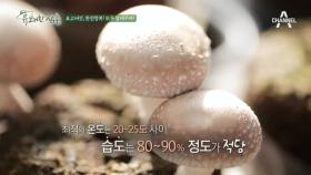 (표고버섯의 비밀) 하얀색과 검은색, 다른 종류의 표고버섯인 것일까?