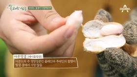 우리나라에만 있는 땅콩이 있다?