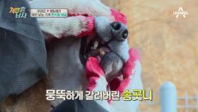 생이빨이 토막난 犬?! 쓰레기장 속 번식장의 실태!!(♨) '꽃길만 걷자ㅠ_ㅠ'