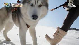 (개신남) 犬생 첫 눈을 밟게 된 뚜이! 역시 천생 겨울犬!? 눈 만난 뚜이☆