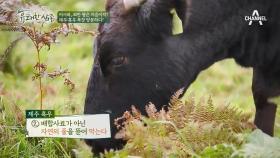 제주 흑우가 더욱 특별할 수 밖에 없는 이유!