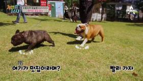 '어서오세요~♡' 犬손님 맞는 개밥犬들! #깨알어필