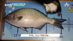 종료 1분 전 44cm 괴물 등장! 오늘 밤 주인공은 나야나♬ 박프로의 마지막 한방