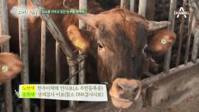 일제에 사라질 뻔한 칡소를 지키고 있는 농부 이야기