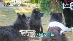 [선공개] 개밥남 뉴페이스 김민교의 반려견을 소개합니다♪