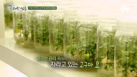 전세계 고구마 품종이 200여종? 이렇게 고구마가 다양했다니!