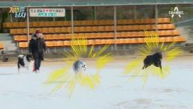 '체력왕을 뽑아라' 뚜이 vs 제로의 달리기 시합 in 개밥남 체육대회!