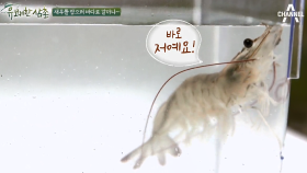 #새우 양식이냐 자연산이냐, 그것이 문제로다!
