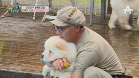 '물에 빠진 공을 구해라!' 최후의 3犬! 골프 모델견 타이틀을 쥘 강아지는?!