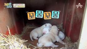 곤지암 아가둥이! 꼬물이 3인방 보러 오세요~♥