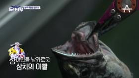 [선공개] 파핑 초짜 김동현! 바다의 폭군 대삼치 한방에 뽝!