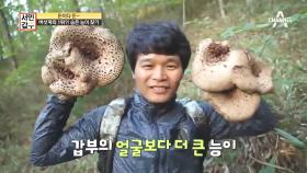 심봤다(X) 버섯 봤다!(O) 15억 원을 벌어준 버섯의 정체는?!