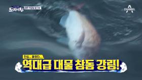 [선공개] 메리 참돔 크리스마스! 킹태곤의 부활, 초대형 입질 강림!