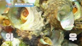 세상에나! 워터걸스가 잡은 소라와 문어로 만든 해녀표 저녁 식사!