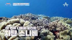 전문가가 알려주는 오키나와 다이빙 뽀인뜨♥ (※오키나와 여행 前 참고※)