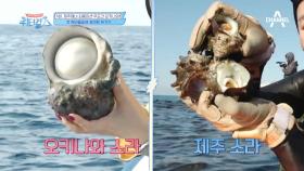 워터보이 강남, 특大형 오키나와 소라! 강남 첫 물질 하는거 맞아?! (지니어스)