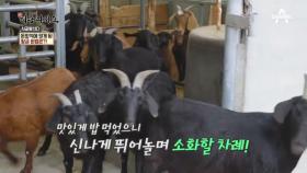 억! 소리 나는 염소가 있다?! 돈방석에 앉은 황금 비법은?
