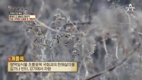 위암을 이겨낸 두번째 약초 개똥쑥