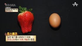 복숭아와 자두 맛이 나는 딸기? 이름하여 '킹스베리' 의 비밀은?