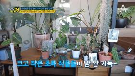 이거 실화냐... 집안에 식물 화분이 80개?! 초록 매력, 공기 정화 식물!