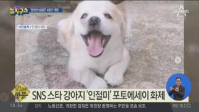 [핫플]SNS 스타 강아지 ‘인절미’ 포토에세이 화제
