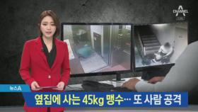 옆집에 사는 45kg 맹수…대형견이 또 사람 물었다