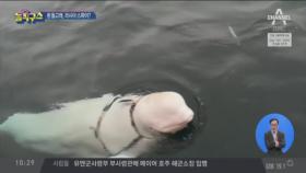 [핫플]노르웨이 해안 ‘흰 돌고래’ 러시아 스파이?