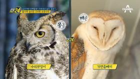 수리부엉이와 올빼미의 차이?! 볼수록 놀라운 신비한 조류사전!