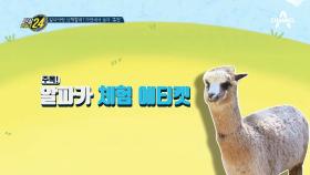 ※솔로주목(?)※ 만인의 귀염둥이 알파카와 친해지는 꿀TIP 大공개!