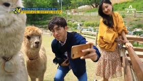 귀여운 알파카와 힐링타임 어때요?! 알파카와 함께 산책을! (ft.홍천)
