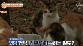 '길고양이 급식 분쟁' 길고양이 밥그릇 몰래 치우면 절도죄도 가능하다?!