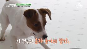 *디스 이즈 기복 타임* 혼자 놀기의 달犬, 기복이의 방구석 라이프!