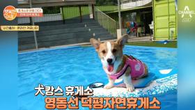 강아지를 위한 犬캉스 '영동선 덕평자연휴게소'의 애견 전용 풀장