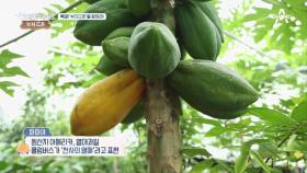 한국 속의 '작은 동남아'가 있다? 열대과일이 가득한 비닐하우스