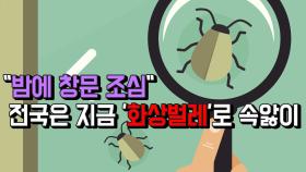 ＂밤에 창문 조심＂...전국은 지금 '화상벌레'로 속앓이