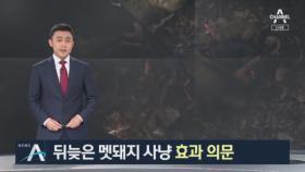 엽사 24명 투입해 9마리 사살…멧돼지 사냥 효과 의문