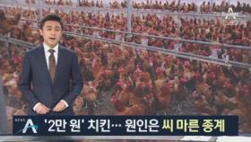 ‘2만 원’ 치킨 왜 비싼가 했더니…원인은 씨 마른 종계