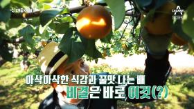 [예고] 가을의 맛 '꿀맛 나는 배'로 연 매출 22억을 번 사나이!