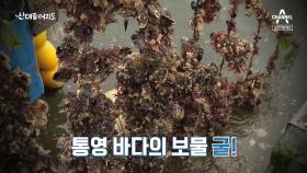 [예고] 겨울 바다의 보물 '통영 굴'을 만나다! 山사나이와 함께 즐기는 겨울 이야기