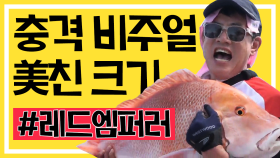 ※충격 비주얼! 美친 크기! 드디어 잡았다 #레드엠퍼러